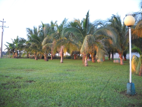 Kokospalmenhain
